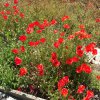 Algarve_2016
