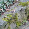Ruedesheim_2016