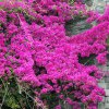 Madeira_2017